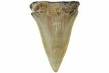 Fossil Broad-Toothed Mako Shark Tooth - North Carolina #235221-1